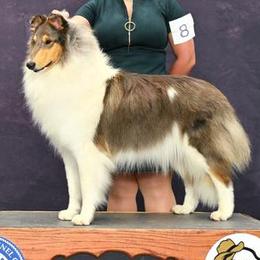 Collie puppies from Qualteri Collies