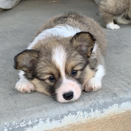 Pembroke Welsh Corgi Puppies from Nunas Corgis