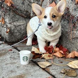 Pembroke Welsh Corgi Puppies from Rain City Corgis