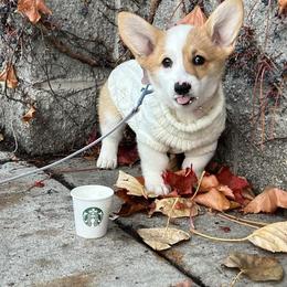 Pembroke Welsh Corgi Puppies from Rain City Corgis