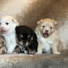 Pomeranian and Pomsky Puppies from Southern Poms of Texas