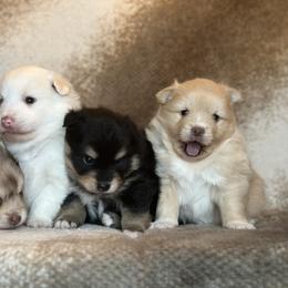 Pomeranian and Pomsky Puppies from Southern Poms of Texas