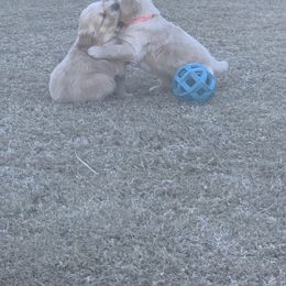 Golden Retriever Puppies from Daniel Ranch Golden Retrievers