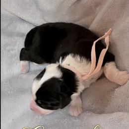 Cupcake - Black tri female Miniature American Shepherd puppy in Olympia, Washington from Shamayim Shepherds