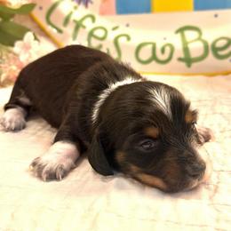 Waffles - Black and tan male Dachshund puppy in Hensley, Arkansas from The Dachshund Barn