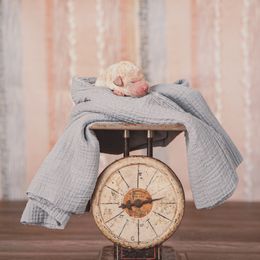 Poodle Puppies from Setting the Standard Poodles