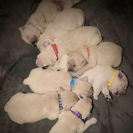 2nd pick of the girls from the Soda Pop Pups - Golden female Golden Retriever puppy in Fithian, Illinois from LOMAH Retrievers