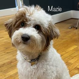 Mazie - Goldendoodle