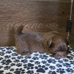 Male 3 - Chocolate male Shih Tzu puppy in Meadows Of Dan, Virginia from Walt’s Shih Tzus
