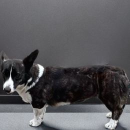 Izzi - American Corgi