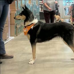 Enid - Collie