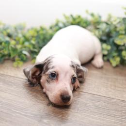 Cosmo - Dapple male Dachshund puppy in Indiantown, Florida from Turquoise River Minature Dachshunds