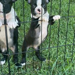Liam - Black and white male Boston Terrier puppy in Fillmore, Illinois from Wind Hill Puppies