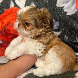 Shih Tzu Puppies from Ling Ling’s Shih Tzu