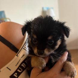 Sansa - Black sabled fawn female Chihuahua puppy in Washington, Washington, D.C. from VIP Chihuahuas