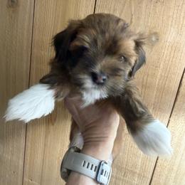 Boy 1 - Red male Havanese puppy in Greeley, Colorado from Just be Havanese