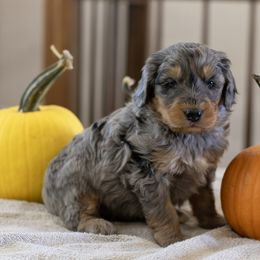 Cucumber - Blue merle male Bernedoodle puppy in Eureka, Illinois from Joley Aire Family Dogs