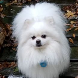 Thor - Pomeranian