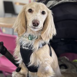 Waffles - Dachshund
