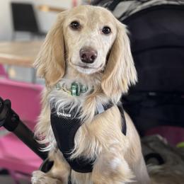 Waffles - Dachshund