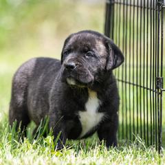 Brindle girl - little Tay - Tiger female Perro de Presa Canario puppy in Leitchfield, Kentucky from Rey Gladiador Presa Canario