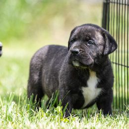 Brindle girl - little Tay - Tiger female Perro de Presa Canario puppy in Leitchfield, Kentucky from Rey Gladiador Presa Canario