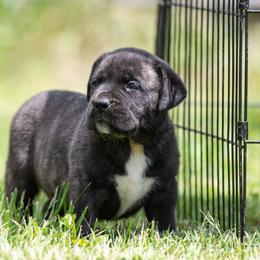 Brindle girl - little Tay - Tiger female Perro de Presa Canario puppy in Leitchfield, Kentucky from Rey Gladiador Presa Canario