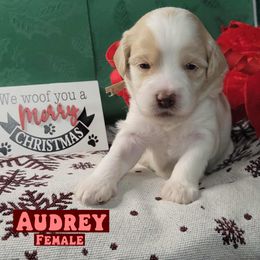Audrey - Parti female Assorted Doodle Crosses puppy in Beecher, Illinois from Erica’s Doodles
