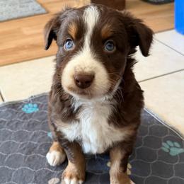 Neo - Red tri-color male Australian Shepherd puppy in Litchfield, New Hampshire from Aussies Edge Farm