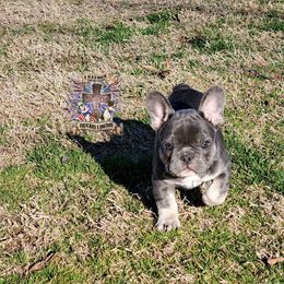 Boston Terrier and French Bulldog Puppies from Freedom Bostons