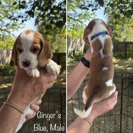 Ginger's Blue - Red black and white male Beagle puppy in Brownsville, Oregon from Beagles on the Run