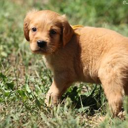 Polly Yellow Boy - Dark golden male Golden Retriever puppy in Idaho Falls, Idaho from Once Upon A Dream Kennels