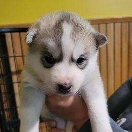 Siberian Husky Puppies from Sovereign Siberians