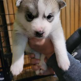 Siberian Husky Puppies from Sovereign Siberians
