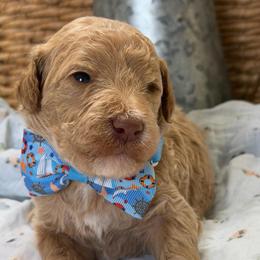 Kipp - Apricot male Goldendoodle puppy in Willacoochee, Georgia from Kitandkboodle's Doodles