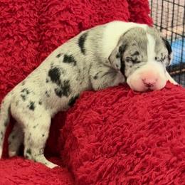 Girl 6 - female Great Dane puppy in Westville, Florida from Boulder View Danes