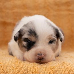 Wynonna - Blue merle female Australian Shepherd puppy in Weatherford, Texas from Ridgestar Aussies