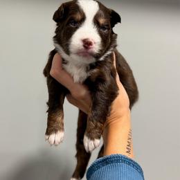Mario - Red tri-color male Australian Shepherd puppy in Tyner, Kentucky from Lil’ Town Aussies