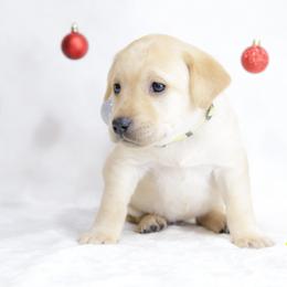 Labrador Retriever Puppies from AGL Retrievers