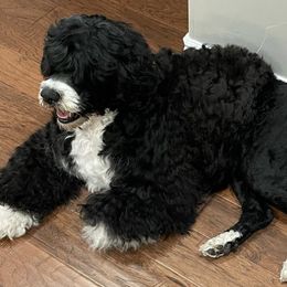 Portuguese Water Dogs from Baja PWD