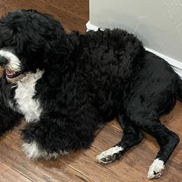 Portuguese Water Dogs from Baja PWD