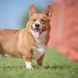 Rip - Red male Pembroke Welsh Corgi puppy in Pensacola, Florida from Blue Angel Kennels