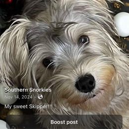 Skipper - Companion Cross