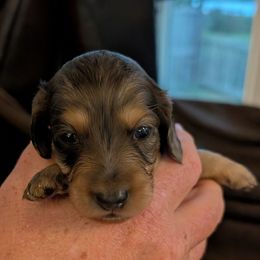 Macchiato - Black and cream male Dachshund puppy in Kitty Hawk, North Carolina from Dare Devil Dachshunds