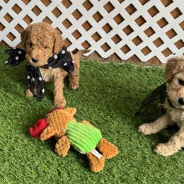 Goldendoodle and Russian Toy Puppies from Nesting Dolls Russian Toys