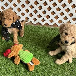 Goldendoodle and Russian Toy Puppies from Nesting Dolls Russian Toys