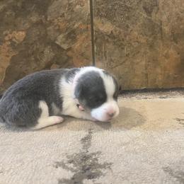 Girl 2 - Blue female Pembroke Welsh Corgi puppy in Ocala, Florida from Dolan Farms Corgis
