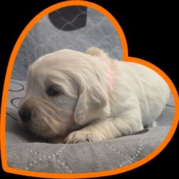 Orange girl - Light golden female Golden Retriever puppy in Albuquerque, New Mexico from Teeter's Desert  Goddess Goldens