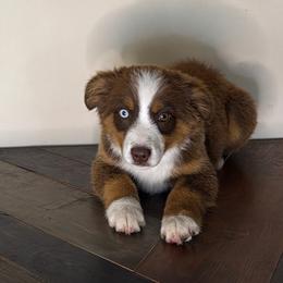 Brick - Red tri male Miniature Australian Shepherd puppy in Kellerton, Iowa from Ebersole Ranch