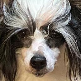 American Hairless Terriers and Chinese Cresteds from Gaffers